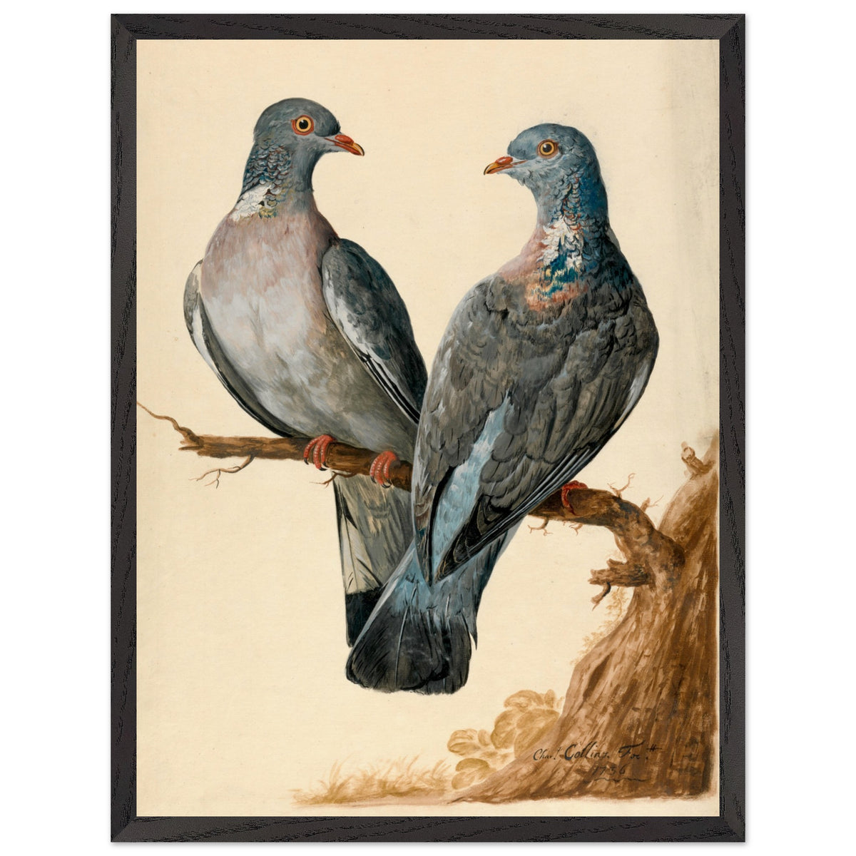 Two Wood Pigeons – Charles Collins (view 16)