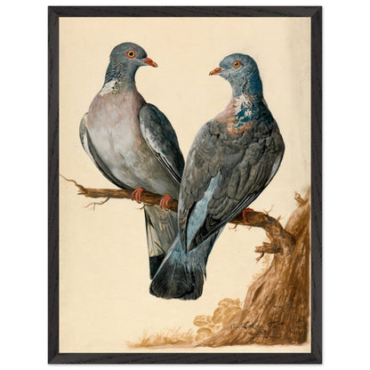 Two Wood Pigeons – Charles Collins (view 16)