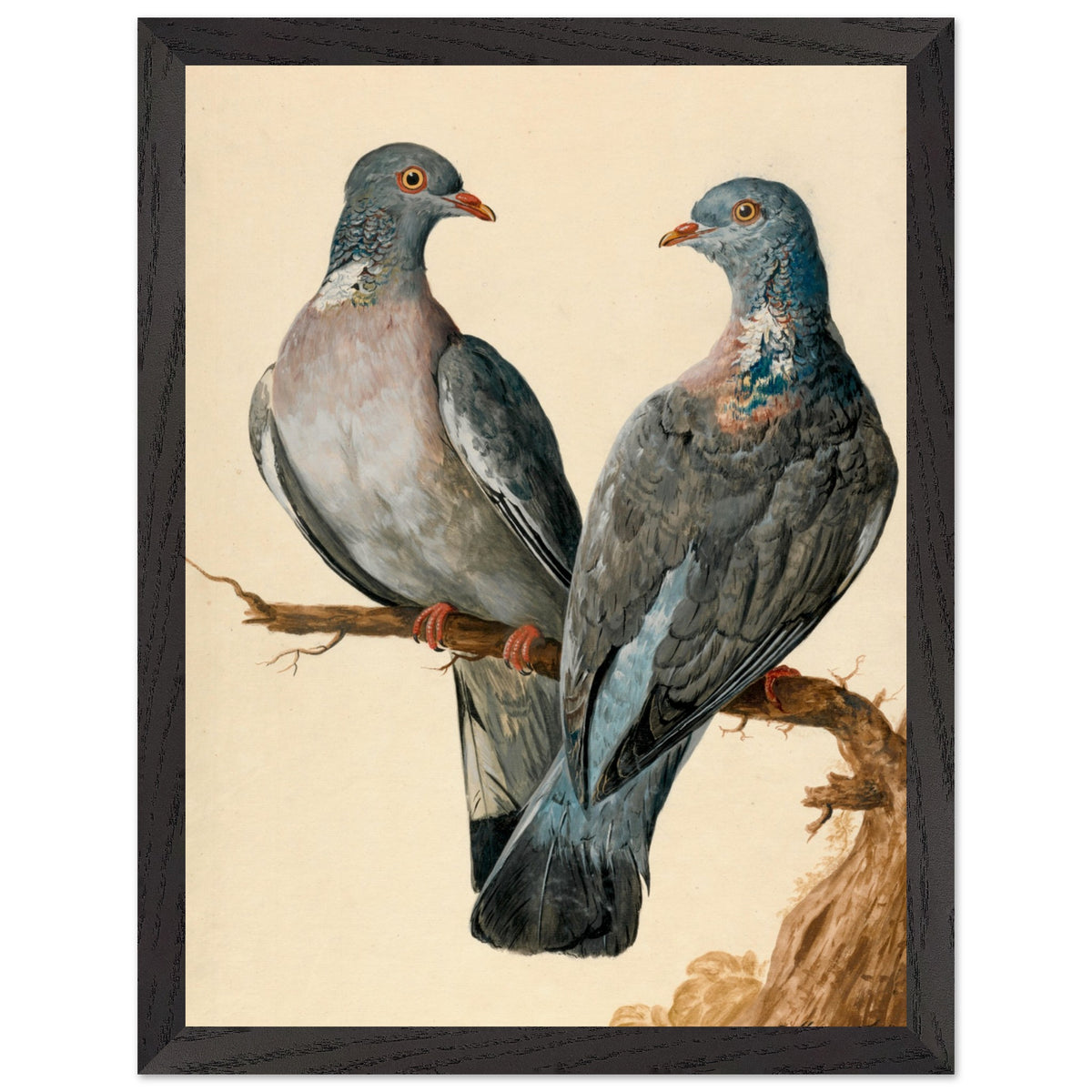Two Wood Pigeons – Charles Collins (view 11)