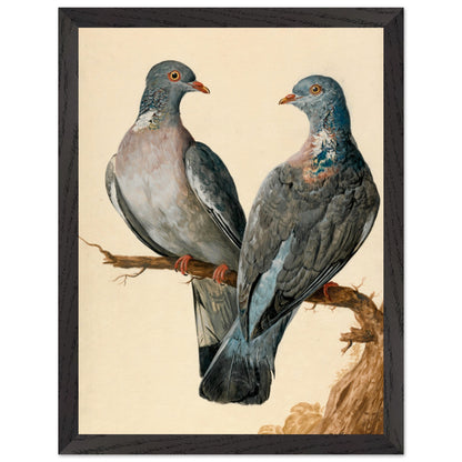 Two Wood Pigeons – Charles Collins (view 11)