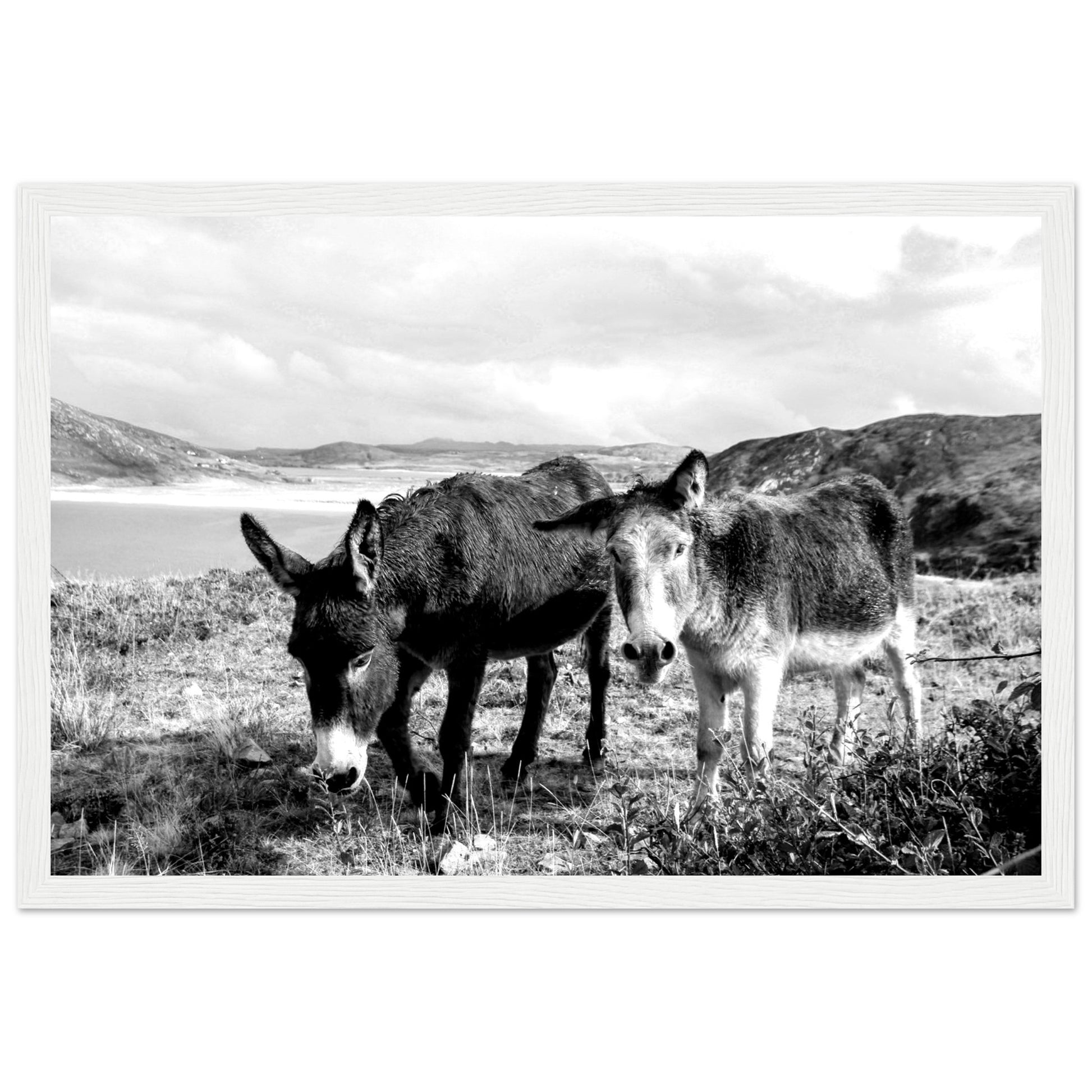 Black and white Framed photo wall art print: Two serene Donegal Donkeys against scenic Irish backdrop. Captures rustic charm & tranquility.