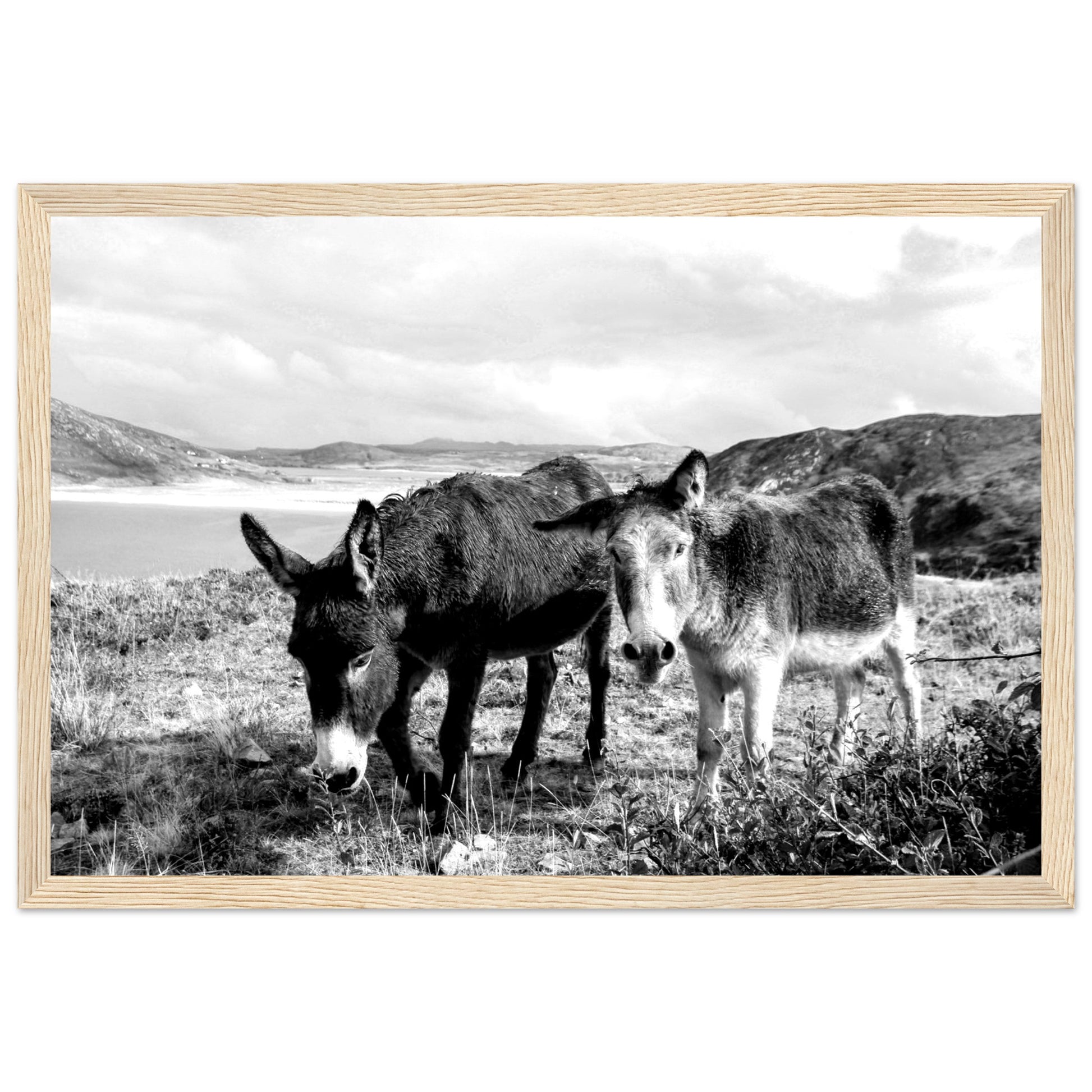 Black and white Framed photo wall art print: Two serene Donegal Donkeys against scenic Irish backdrop. Captures rustic charm & tranquility.