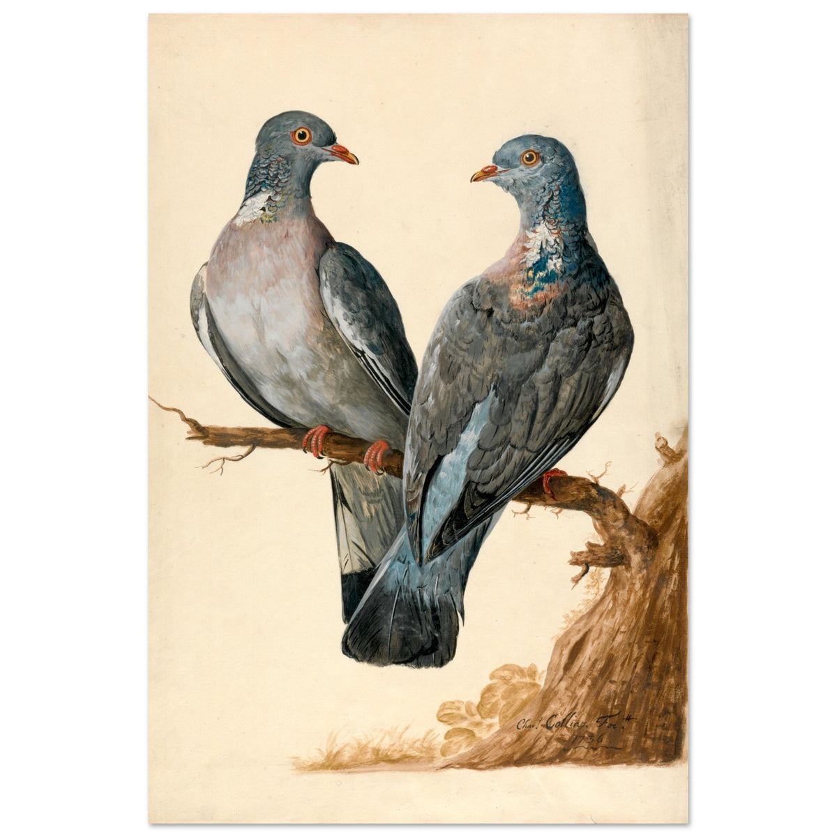 Two Wood Pigeons – Charles Collins (view 6)