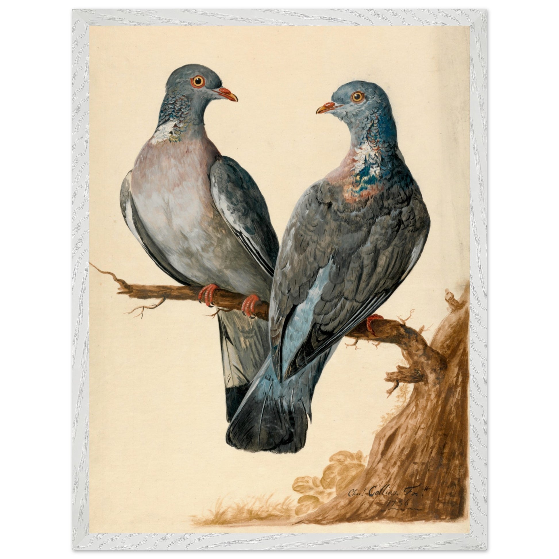 Two Wood Pigeons – Charles Collins (view 17)
