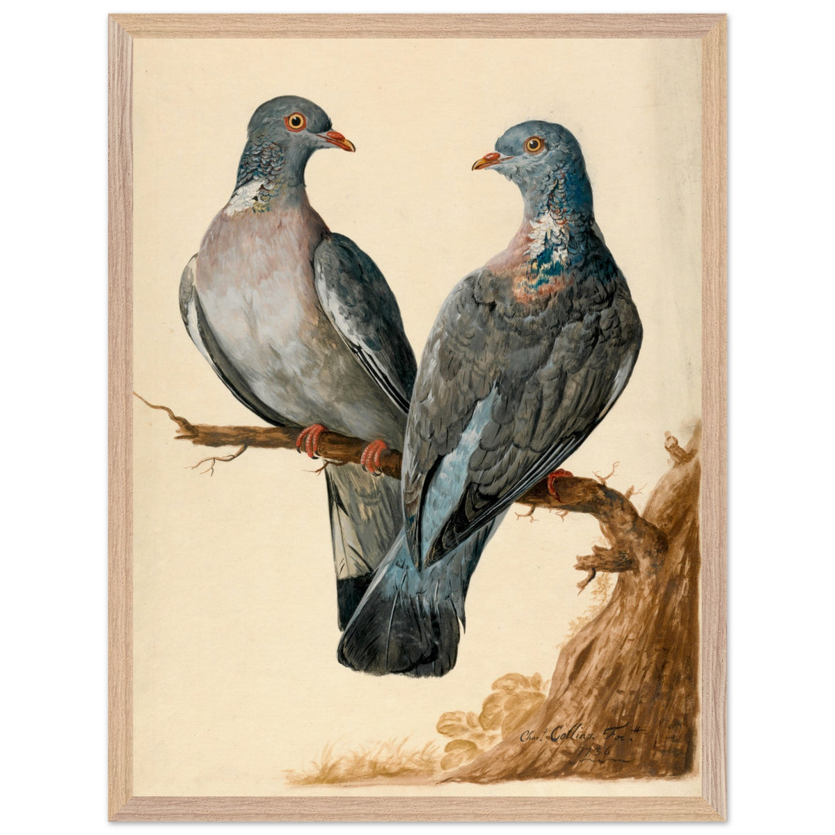 Two Wood Pigeons – Charles Collins (view 18)