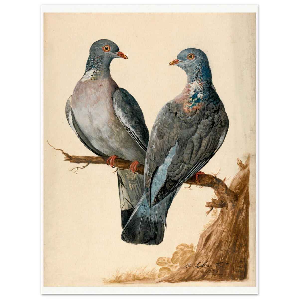Two Wood Pigeons – Charles Collins (view 13)
