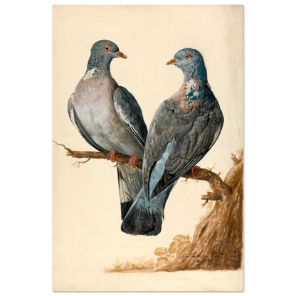 Two Wood Pigeons – Charles Collins (view 8)