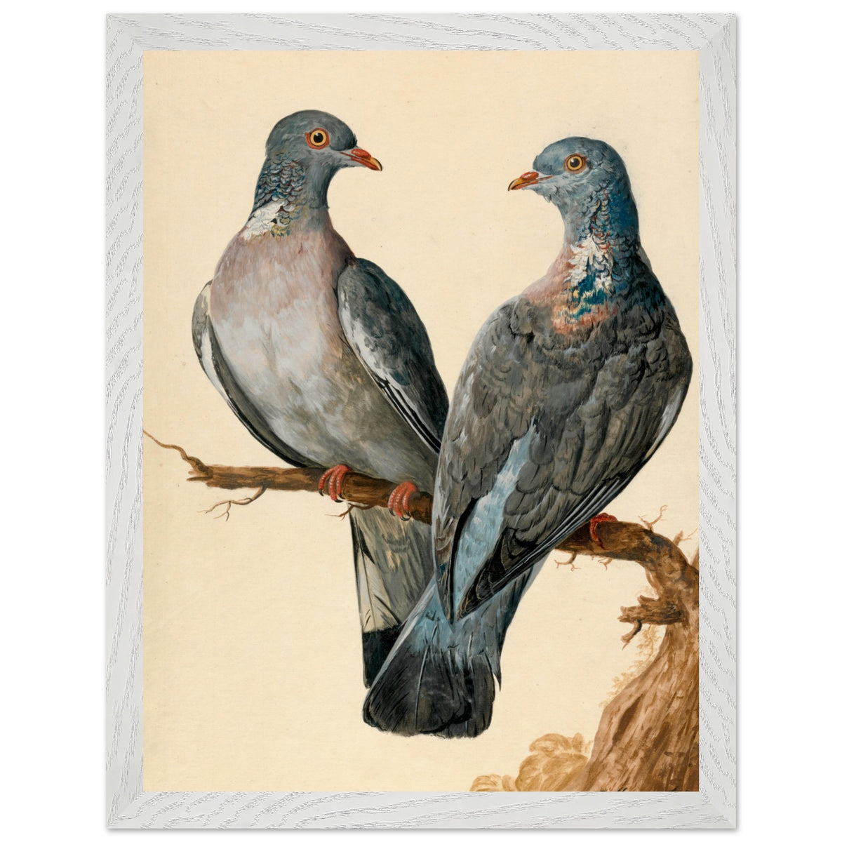 Two Wood Pigeons – Charles Collins (view 9)
