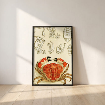 Crustacea III by Frederick McCoy framed print in a black frame leaning against a white plaster wall on oak floorboards in morning light