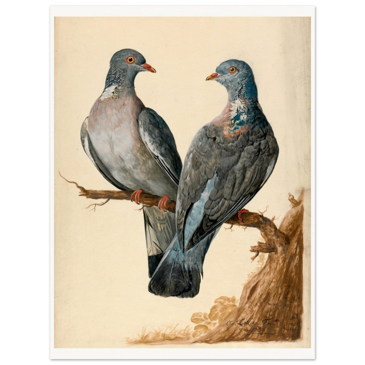 Two Wood Pigeons – Charles Collins (view 10)