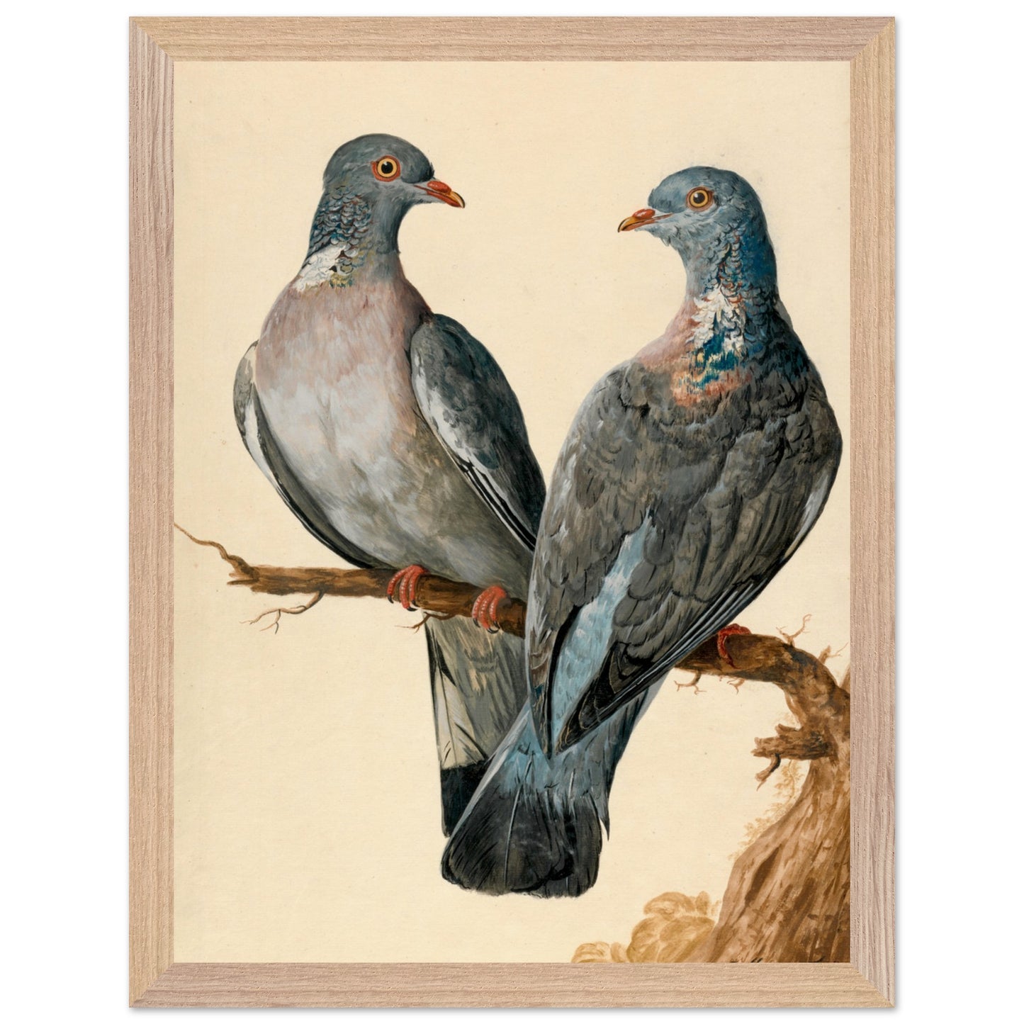 Two Wood Pigeons – Charles Collins (view 12)