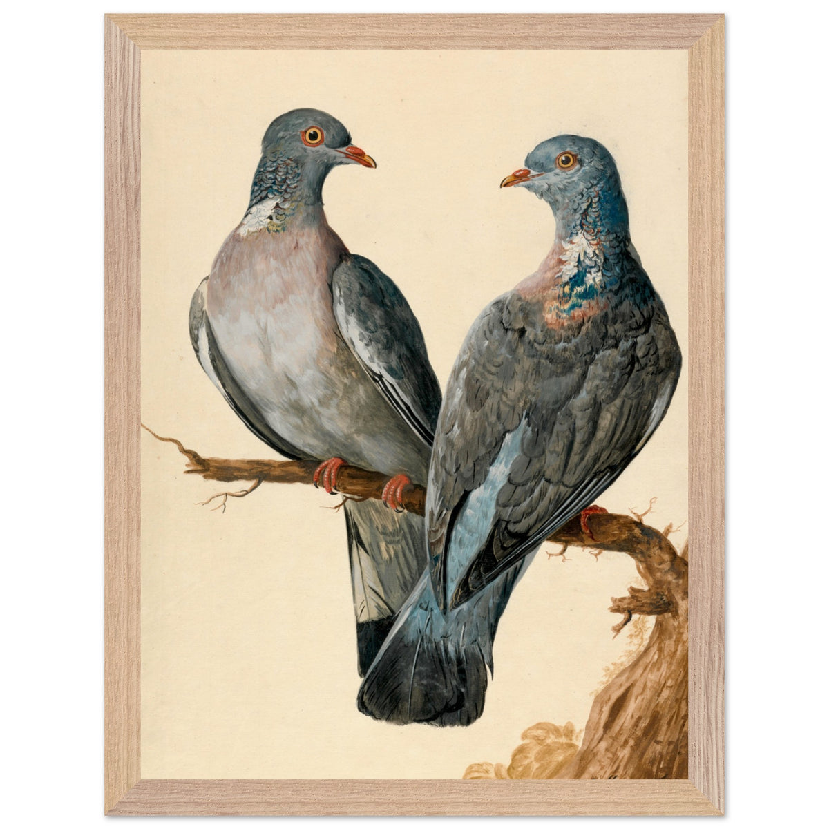 Two Wood Pigeons – Charles Collins (view 12)