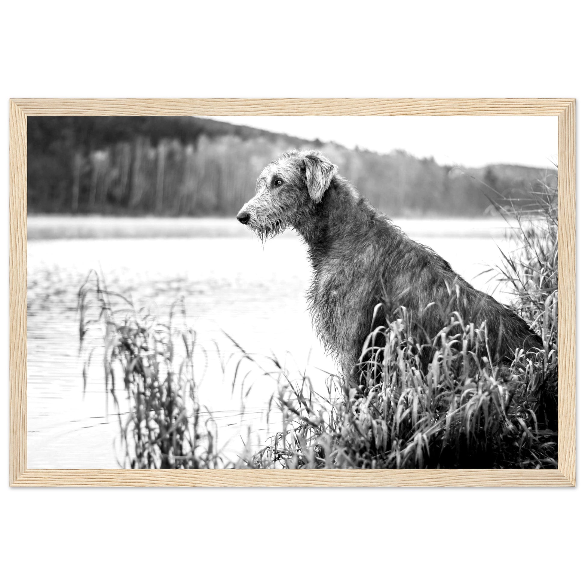 Stunning framed print featuring an Irish Wolfhound, capturing its noble stature & strength. A timeless addition celebrating Ireland's rich heritage & the beauty of these iconic dogs.