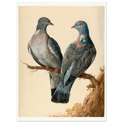 Two Wood Pigeons – Charles Collins (view 7)