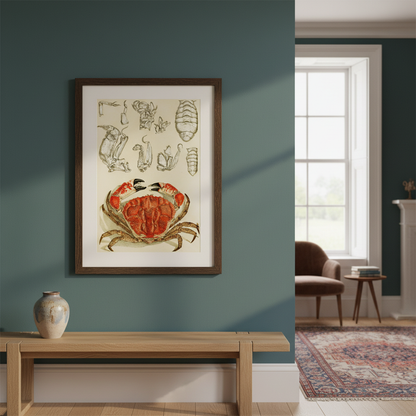 Crustacea III by Frederick McCoy in a dark wood frame on a teal wall above a wooden bench