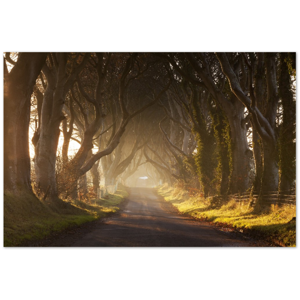 Dark Hedges, Irland, irische Landschaftsfotografie-Drucke, gerahmter Fotodruck