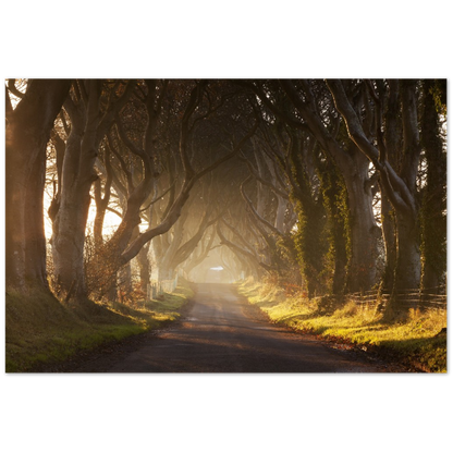 Dark Hedges, Irland, irische Landschaftsfotografie-Drucke, gerahmter Fotodruck